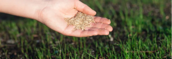Hand hält Grassamen über Rasenfläche